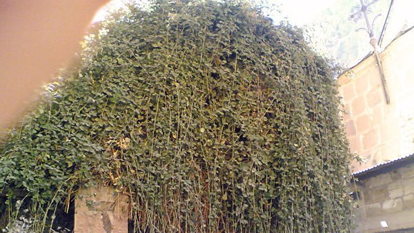 شجرة العليقة بدير