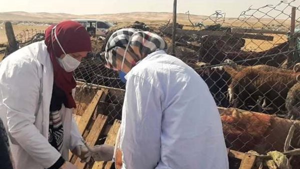 تحصين المواشي 