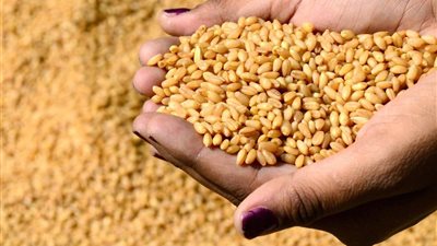 أزمة غذاء وارتفاع أسعار تواجه العالم.. كيف تؤمّن مصر احتياجاتها من السلع الاستراتيجية؟