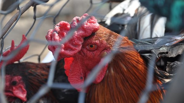 أنفلونزا الطيور