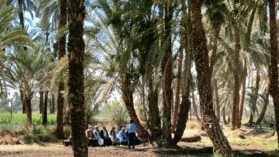 البحوث الزراعية ترشد المزارعين نحو أهمية تلقيح نخيل البلح