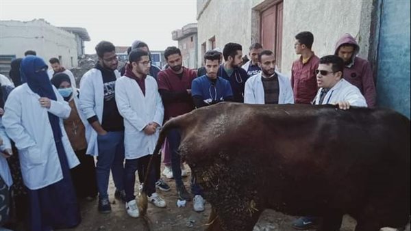 قوافل بيطرية - أرشيفية