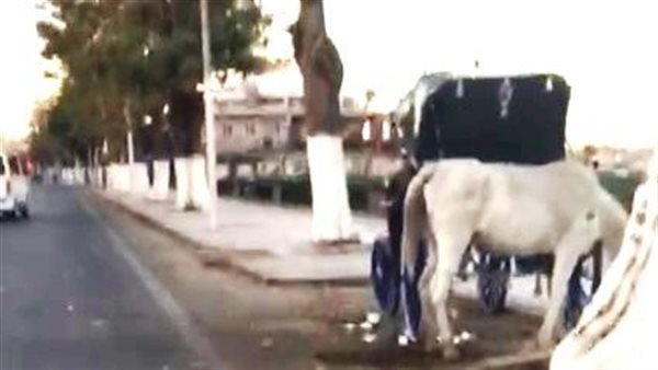 الحصان علي الكورنيش