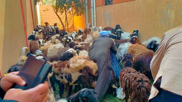 توزيع رؤوس أغنام