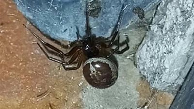 اكتشاف مروع..عنكبوت سام يمتص أحشاء الخفافيش لأول مرة في بريطانيا