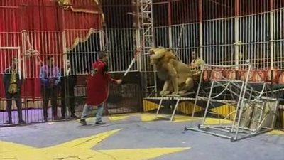 الأسد الروسي في طنطا.. إقبال من المواطنين لمشاهدة عروض السيرك بالغربية | بث مباشر