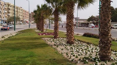 نشاط كبير في حركة الرياح المصحوبة بالأتربة وسط استمرار الملاحة البحرية بالغردقة | صور