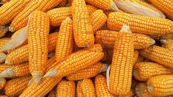 محصول الذرة