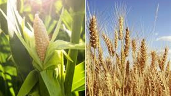 القمح والذرة
