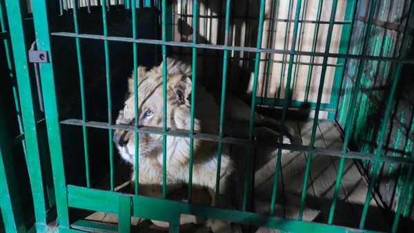 الأسد الروسي 