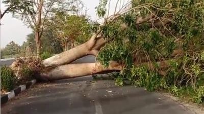 ارتفاع عدد ضحايا ومصابي سقوط شجرة على سيارة عمال بالدقهلية إلى 22 شخصًا