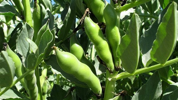 الفول البلدي