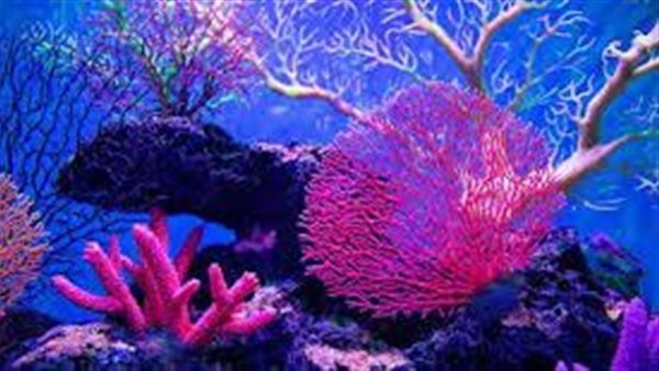 الشعاب المرجانية