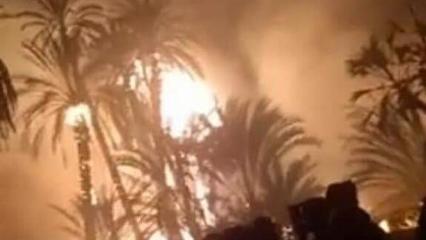 حريق في زراعات النخيل