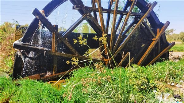 الزراعة في الفيوم