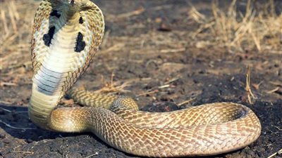 ذاكرة الأمثال.. الحاوي ماينساش موت ابنه والحية ماتنساش قطع ديلها