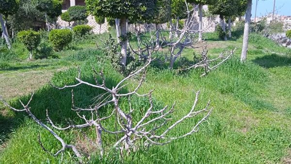 تجميل محافظة الإسكندرية