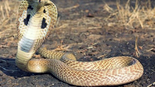 أفعى - صورة تعبيرية