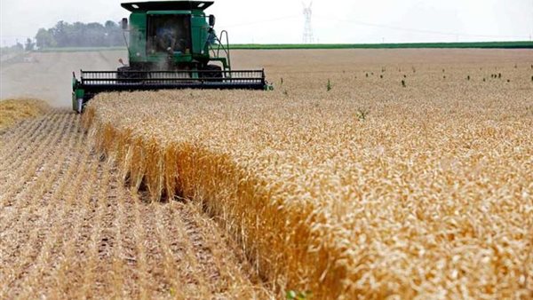 القمح - أرشيفية