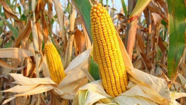 الذرة الصفراء 