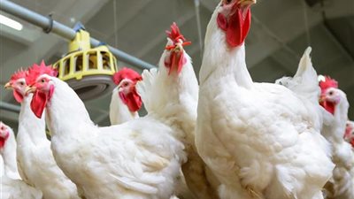 توقعات بانخفاض أسعار الدواجن مع بدء شهر رمضان| بث مباشر 