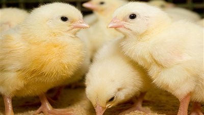 بعد مزاعم إعدام الكتاكيت.. انخفاض حاد في أسعارها اليوم