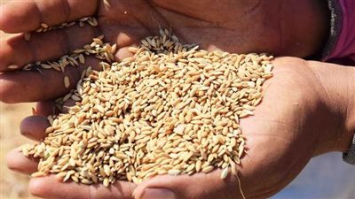 بث مباشر | ارتفاع أسعار الأرز الشعير إلى 7500 جنيه.. الأعلى في التاريخ