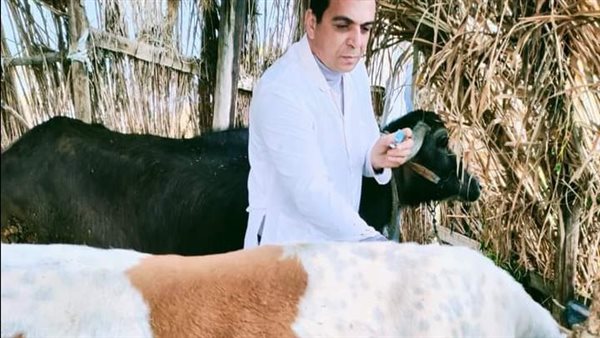 حملات لتحصين الماشية