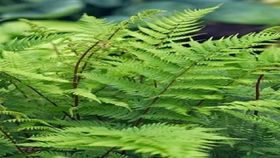 دراسة: يمكن للنباتات المنزلية الشائعة تحسين جودة الهواء في الداخل