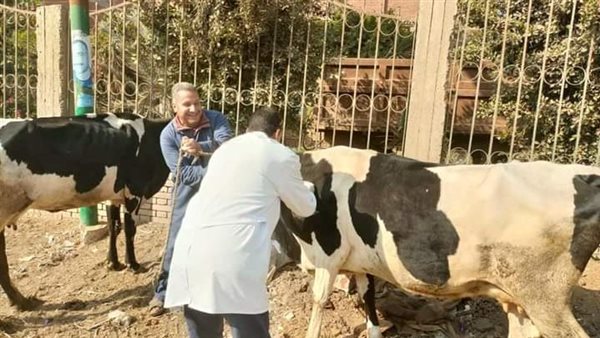 حملة تحصين ماشية