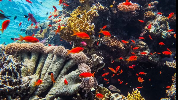 محمية رأس محمد 