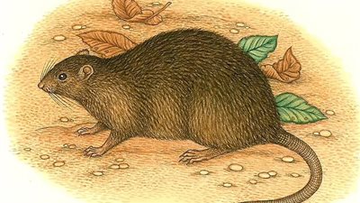 لإعادة الحيوانات المنقرضة..اكتشاف جين جديد يساعد على وقف الانقراض| دراسة