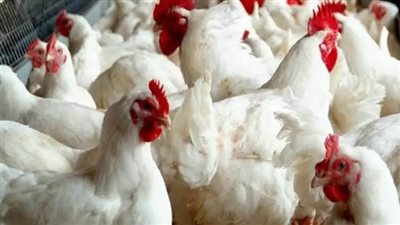  أسعار البيض والدواجن البلدية والبيضاء اليوم الخميس 1 ديسمبر 2022