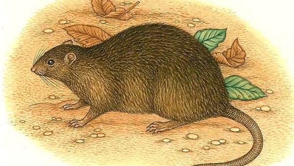 فئران جزيرة الكريسماس