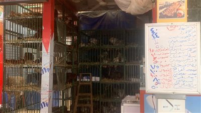 تاجر دواجن ببورسعيد: الفراخ البيضاء بـ 40 جنيهًا والبط يبدأ من 35 | صور وفيديو 