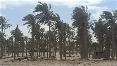 سقوط أمطار خفيفة على شمال سيناء والصغرى تسجل 9 درجات| فيديو