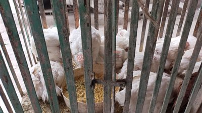 ارتفاع رهيب في أسعار الفراخ بالفيوم.. وتجار يكشفون السبب | صور