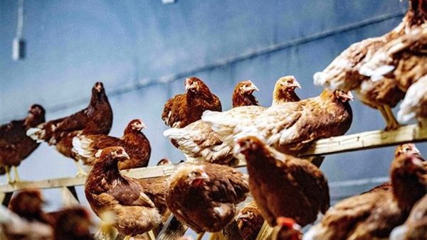 إنفلونزا طيور 