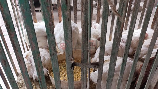 أسواق الفراخ في الفيوم