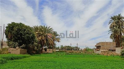 طقس متقلب.. أجواء غائمة مع انخفاض شديد في درجات الحرارة بـ الأقصر │ صور