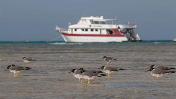 وادي الجمال 