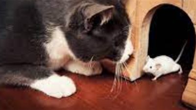 ذاكرة الأمثال.. حلم القطط كله فيران