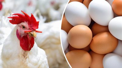 انخفاض طفيف في أسعار الدواجن اليوم الأربعاء 11 مايو 2022