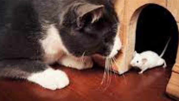 صورة تعبيرية