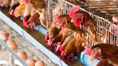 أسعار الدواجن والبيض في الأسواق اليوم الأحد 3 يوليو 2022