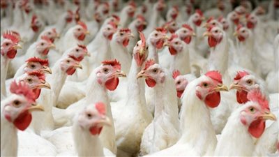 زيادة 1.5 مليار جرعة.. كيف تدعم خطوط إنتاج اللقاحات الحديثة الثروة الداجنة؟