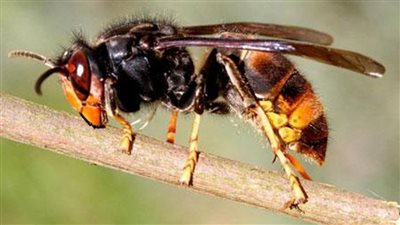 ذعر في ولاية أمريكية بعد اكتشاف أعشاش دبابير مُشعة بموقع نووي سابق