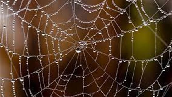 حرير العنكبوت