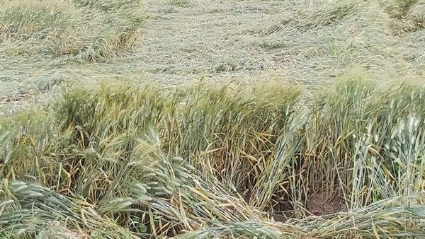 تلف محصول القمح -