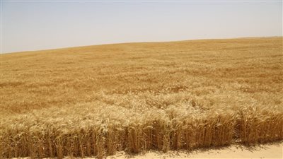 مفاجأة.. الحكومة تتجه لزراعة أراضي في دول أخرى لصالح مصر | انفراد